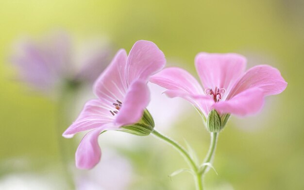 Photo un gros plan de fleurs roses avec le mot dessus