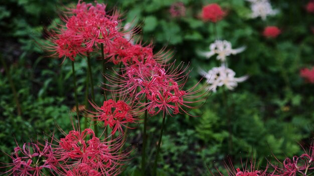 Gros plan de fleurs roses poussant sur une plante