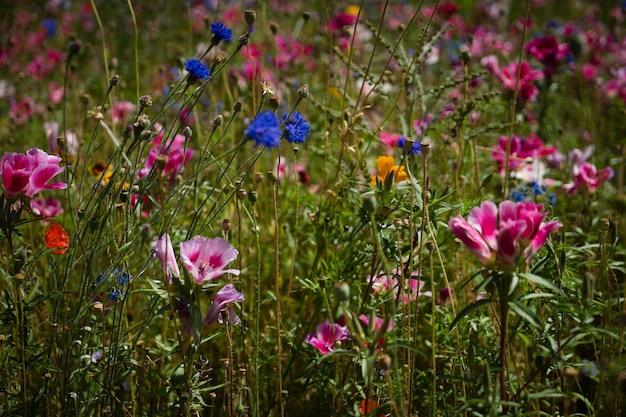 Un gros plan des fleurs roses qui fleurissent dans le champ.