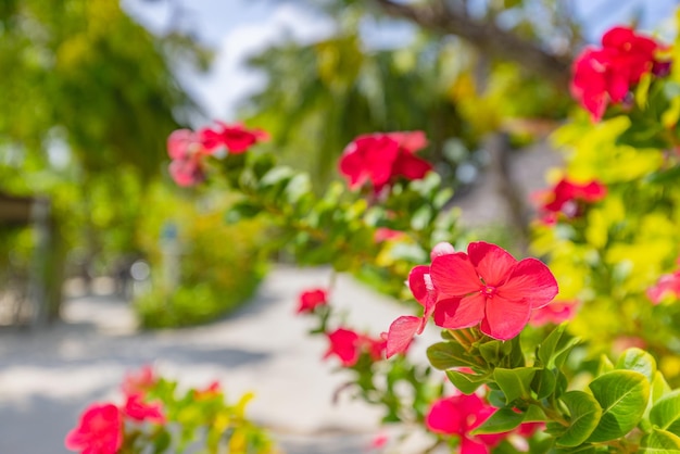 Gros plan de fleurs roses rouges Dipladenia Sundaville avec fond de jardin tropical flou. Exotique