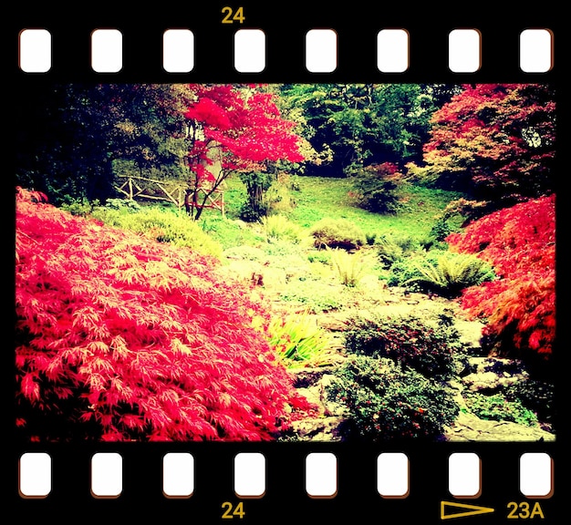 Photo un gros plan des fleurs roses.