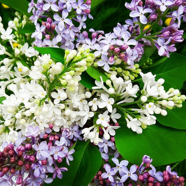 Photo un gros plan de fleurs roses