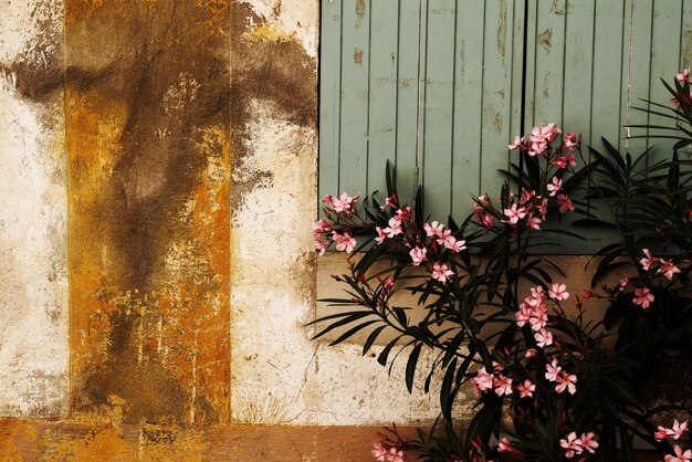 Un gros plan de fleurs roses