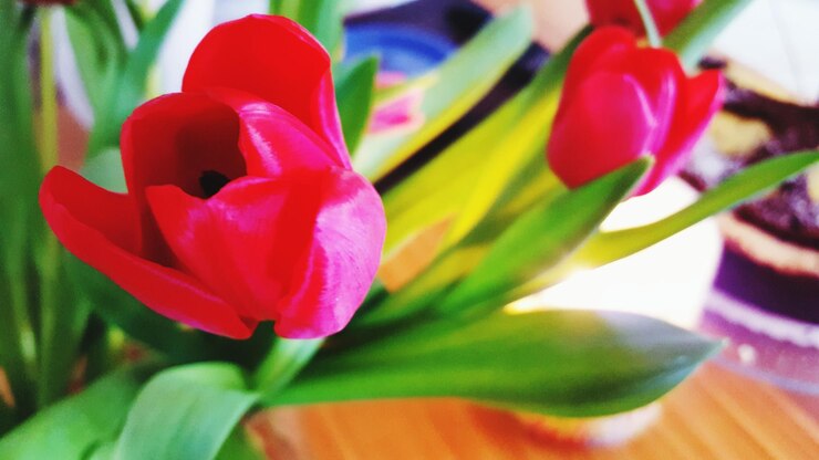 Photo un gros plan de fleurs roses