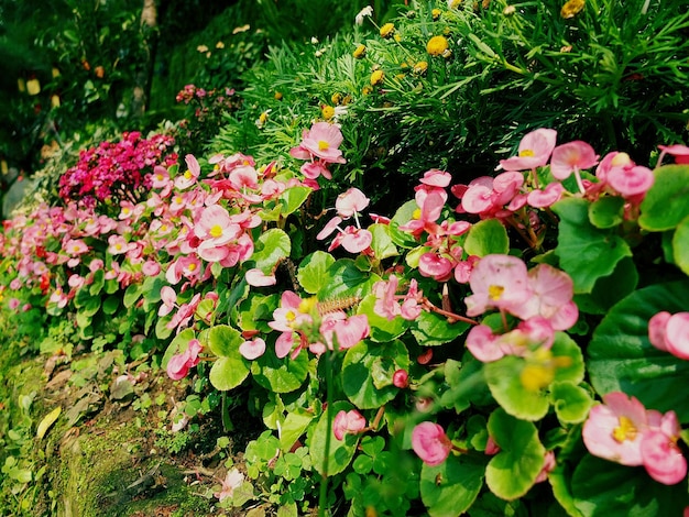 Un gros plan de fleurs roses