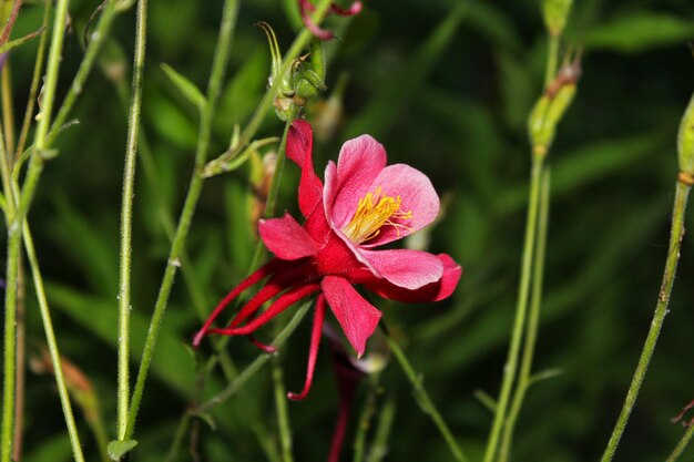 Photo gros plan de fleurs roses