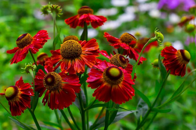 Gros plan de fleurs rouges dans le jardin