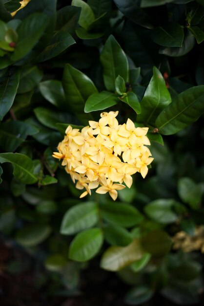 Gros plan de fleurs rouges d'Ixora Mise au point sélective Espace de copie