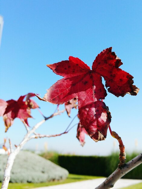 Photo un gros plan de fleurs rouges