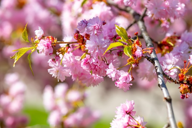 Gros plan de fleurs de sakura au printemps dans le parc