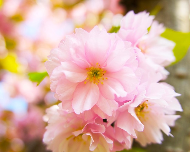 un gros plan de fleurs de sakura rose pâle par une journée ensoleillée