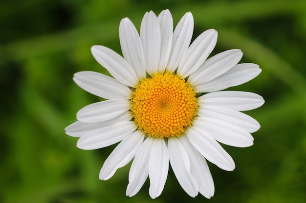 Gros plan de fleurs sauvages de camomille blanche.