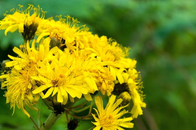 Gros plan de fleurs sauvages jaunes sur un fond vert indistinct