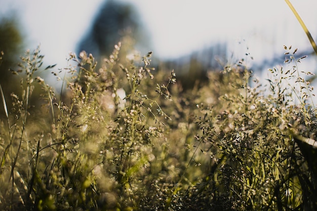 Gros plan de fleurs sauvages en journée ensoleillée dans la prairie d'été Beau paysage de campagne naturelle avec arrière-plan flou