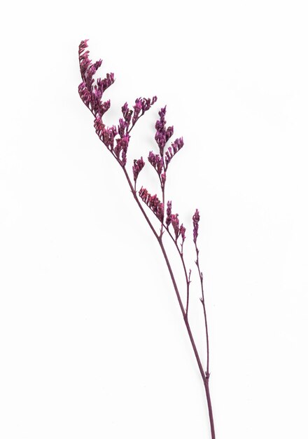 Gros plan de fleurs séchées de printemps sur fond blanc isolé, photo à plat et vue de dessus