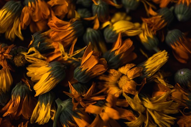 Gros plan fleurs de souci orange Herbes médicinales Pétales plumés de calendula