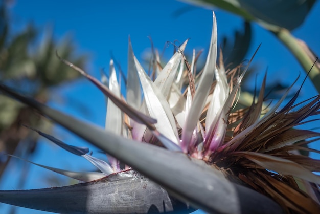 Gros plan de fleurs tropicales floues Arbre d'oiseau de paradis blanc ou Strelitzia nicolai Oiseau de paradis blanc ou géant Fleurs blanches exotiques sur fond de ciel bleu Fond d'écran nature d'été ensoleillé