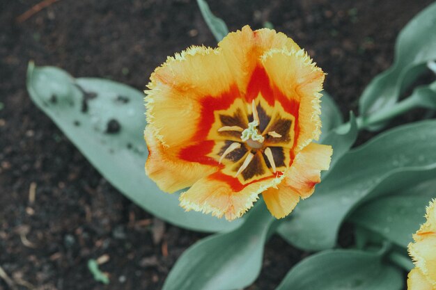 Gros plan de fleurs de tulipe orange et jaune avec des feuilles vertes dans le parc ou jardin extérieur. Belle fleur de printemps sous le soleil dans le jardin et la nature