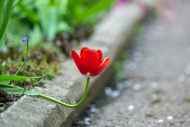 Gros plan de fleurs de tulipe rouge qui fleurit dans le jardin de printemps à l'extérieur.