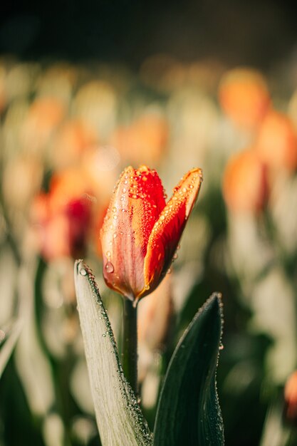 Gros plan de fleurs de tulipes orange dans le jardin avec jet d'eau, rosée et lumière du soleil. Fond naturel.