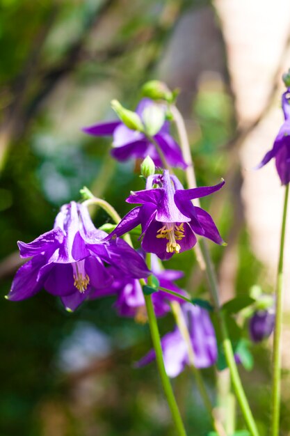 Gros plan de fleurs violet Aquilegia en journée d'été ensoleillée