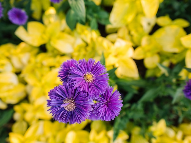 Gros plan de fleurs violettes à feuilles jaunes