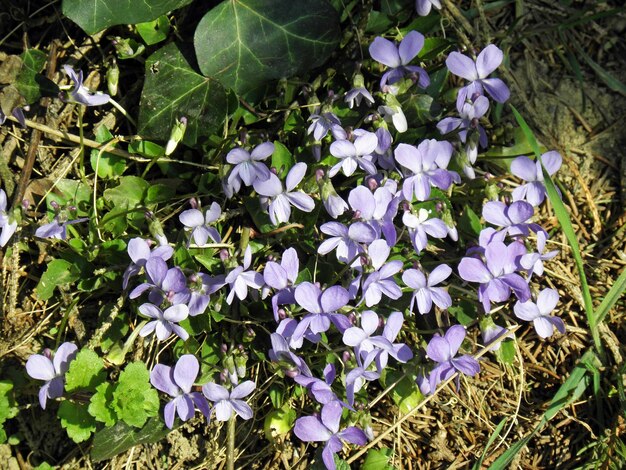 Photo un gros plan de fleurs violettes fraîches