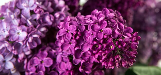 Gros plan de fleurs violettes lilas printanières Fleur de printemps