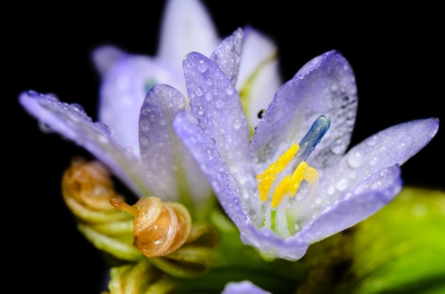 Gros plan des fleurs violettes de Monochoria hastata (L.) Solms est rempli de rosée sur fond noir, prise en Thaïlande