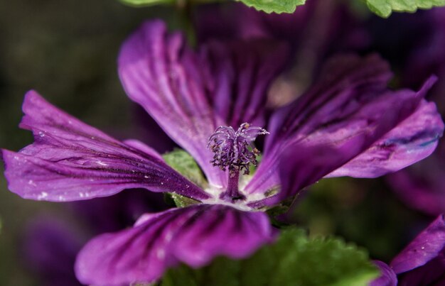 Un gros plan des fleurs violettes en pleine floraison