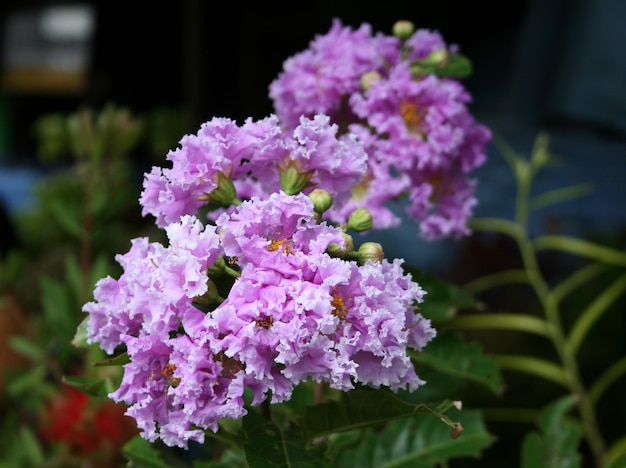 Gros plan de fleurs violettes