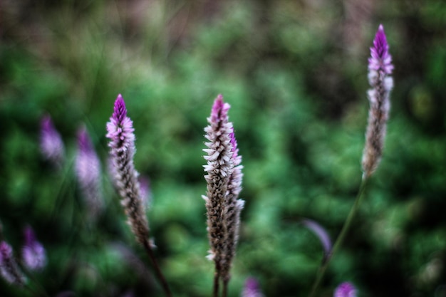 Un gros plan de fleurs violettes