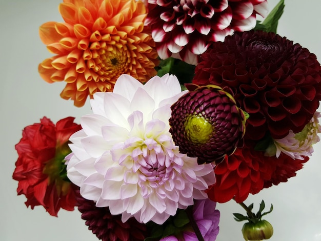 Gros plan, fleurs
