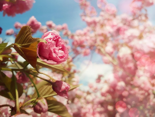 Photo en gros plan, la floraison complète du sakura, la fleur de cerisier japonais, les bourgeons d'arbres à fleurs roses sauvages