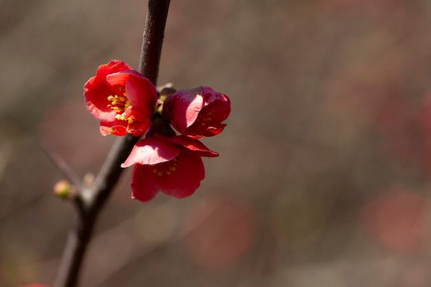 Gros plan de la floraison du coing japonais ou des fleurs rouges de l'arbre Chaenomeles japonica sur une branche sur un arrière-plan flou fond de printemps et d'été