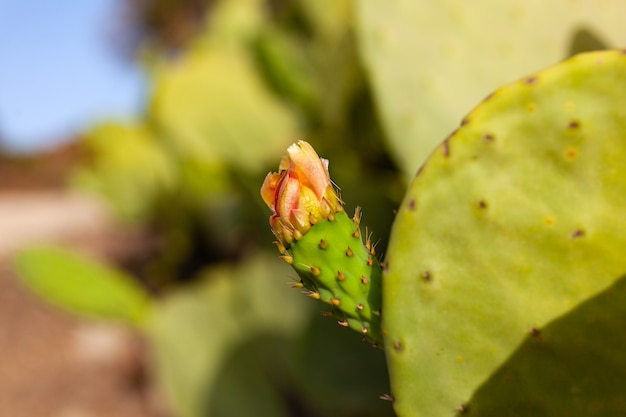 Gros plan de la floraison des figues de Barbarie