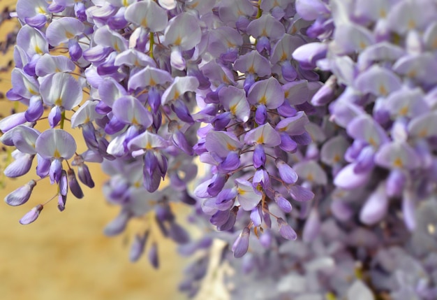 Gros plan sur la floraison des fleurs de glycine blanche et violette sur le mur de la maison jaune au printemps