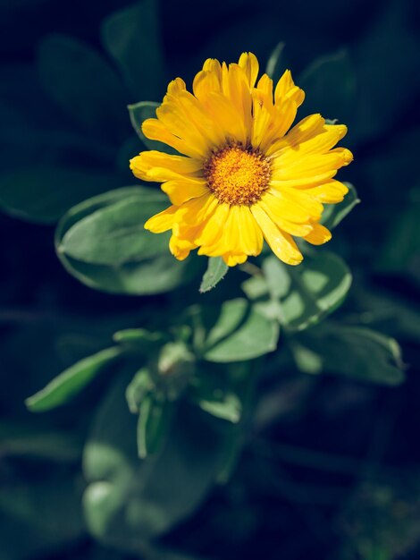 Gros plan flou de fleur jaune vif de Calendula avec des feuilles vertes poussant dans le jardin à la lumière du jour