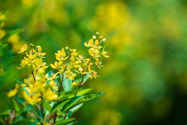 Gros plan flou de fleurs jaunes au Vietnam. Notion de nature