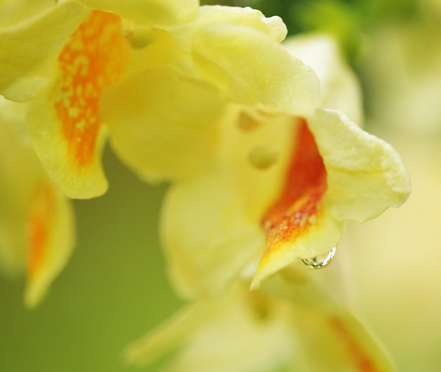 Gros plan flou de fleurs jaunes