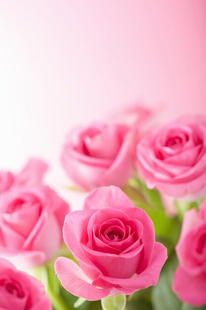 Photo gros plan de fond de belles roses roses