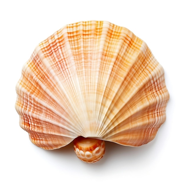 Gros plan sur fond blanc de Seashell AI