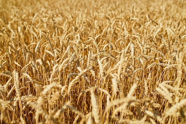 Gros plan de fond de champ de blé de récolte de blé dans le soleil d'été