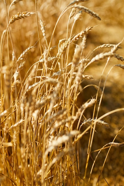 Gros plan de fond de champ de blé de récolte de blé dans le soleil d'été