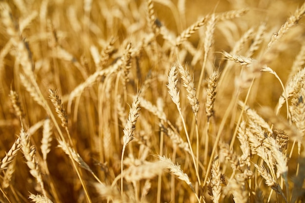 Gros plan de fond de champ de blé de récolte de blé dans le soleil d'été