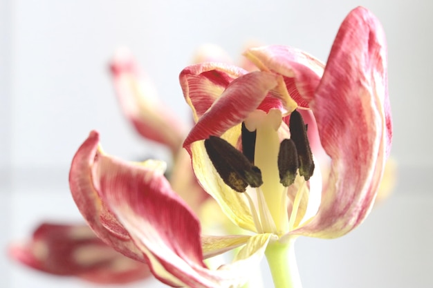 Gros plan sur un fond de fleur fanée de tulipe