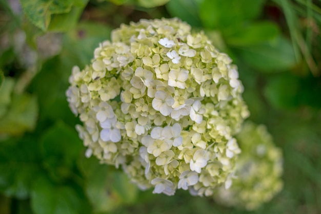 Un gros plan de fond de fleurs