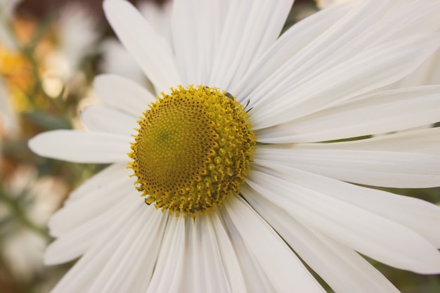 Gros plan sur fond floral avec de belles fleurs de camomille. Marguerite de printemps. Belle prairie.