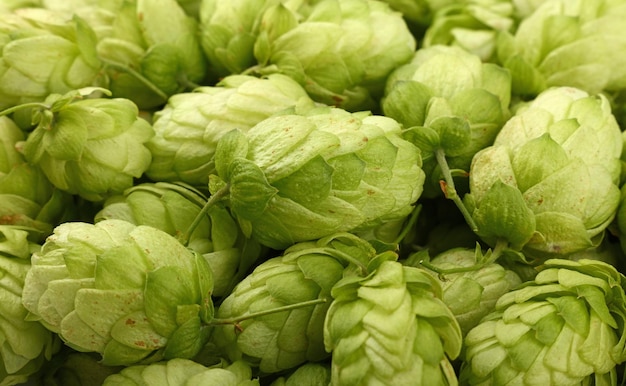 Gros plan sur fond de houblon de bière verte fraîche