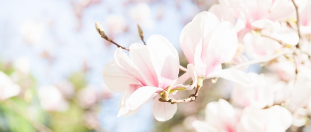 Gros plan fond naturel de fleurs de magnolia rose tendre à la fleur